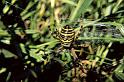 Argiope_bruennichi_P1105_Z_76_Les Gris_Frankrijk